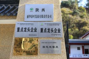 更晚上市品质更佳 2019陕西商洛镇安象园雾芽开采