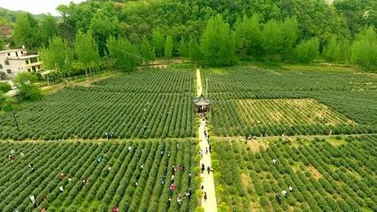 生态茶城的崛起之路--商洛市商南县茶产业迈出高质量发展步伐